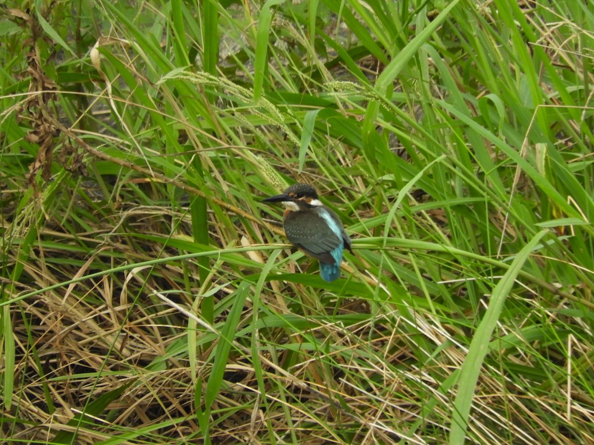 Common Kingfisher - ML624149951