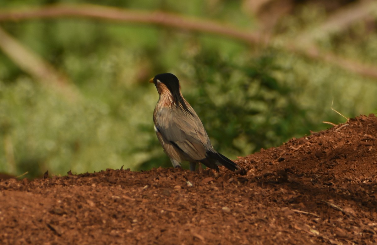 Brahminy Starling - Angeline Mano M