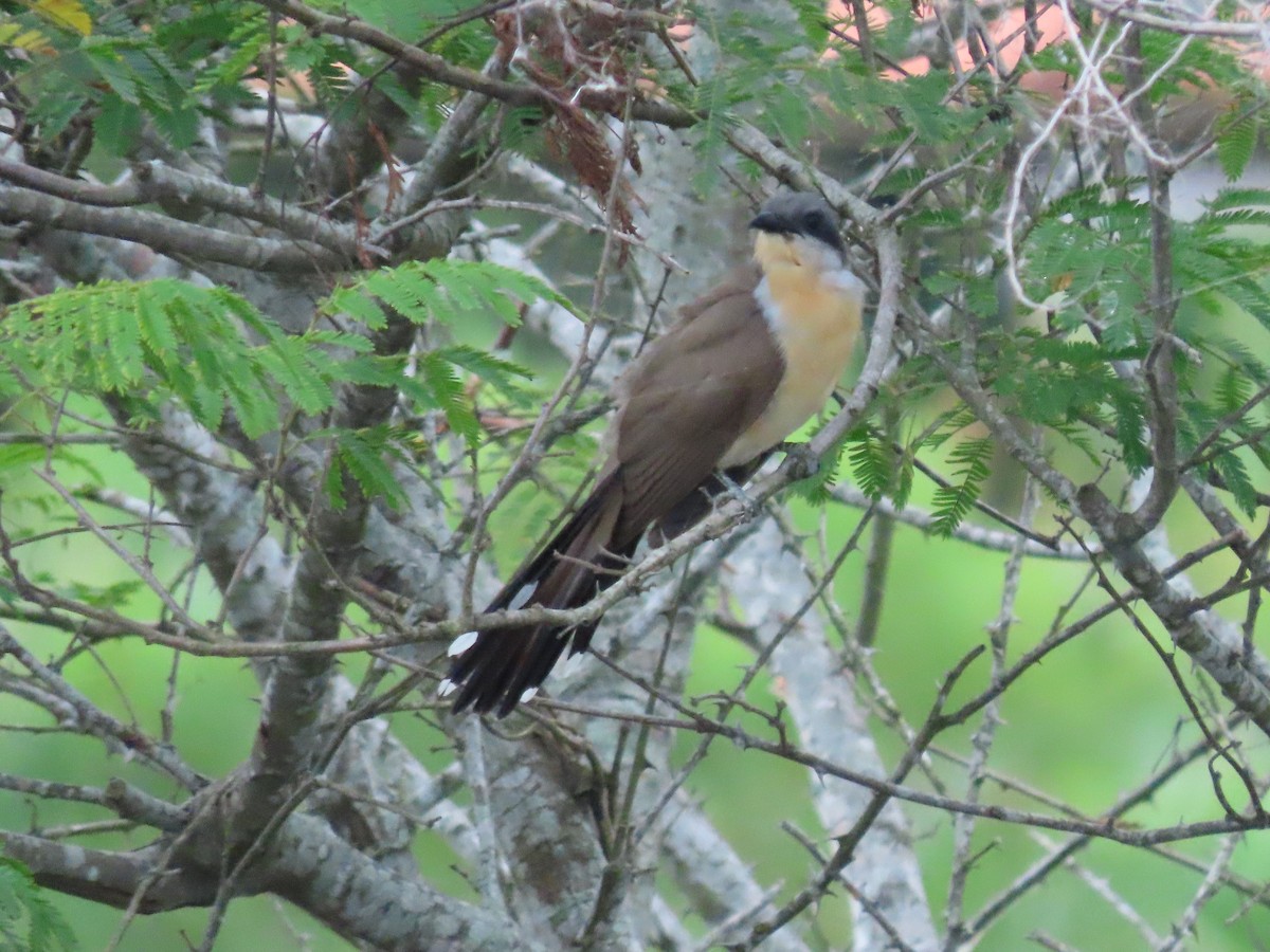 Dark-billed Cuckoo - ML624149953