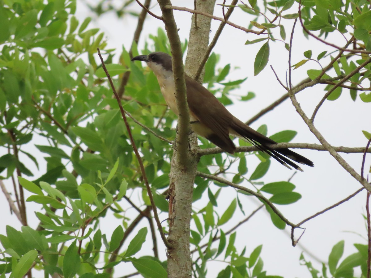 Dark-billed Cuckoo - ML624149954