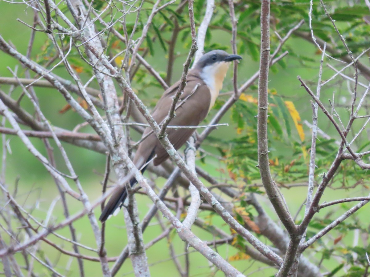 Dark-billed Cuckoo - ML624149955