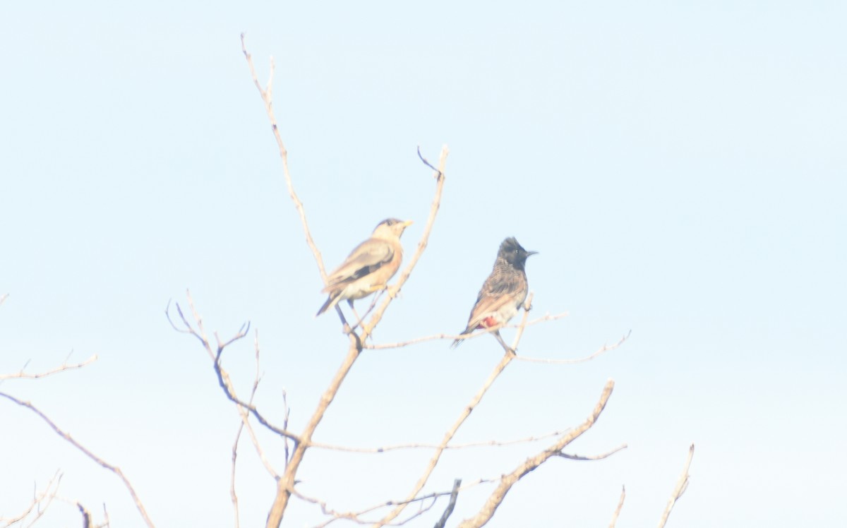 Bulbul à ventre rouge - ML624149956