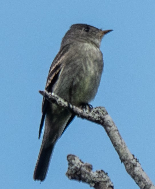 Eastern Wood-Pewee - ML624149957