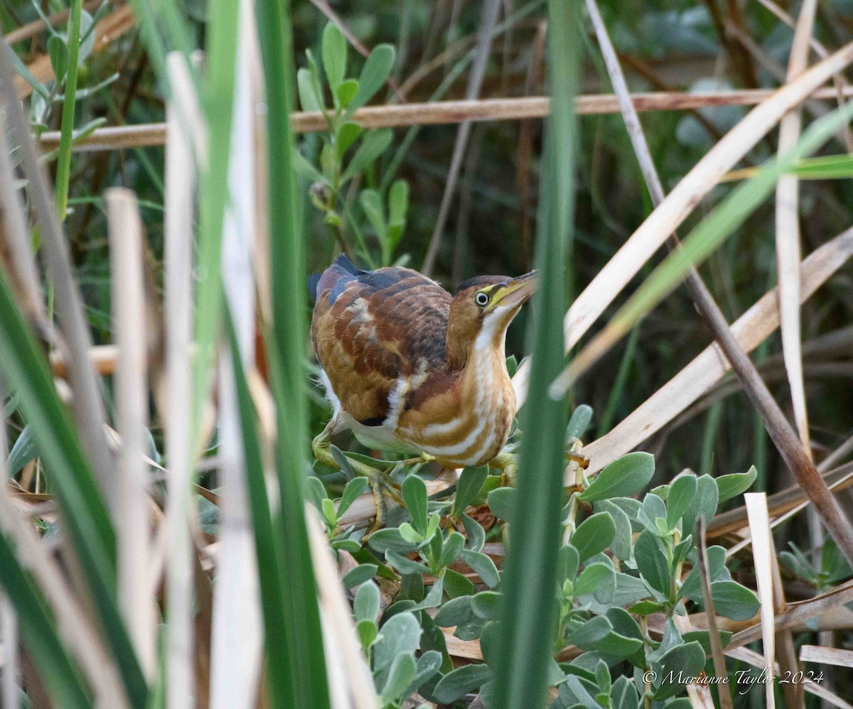 Least Bittern - ML624149958