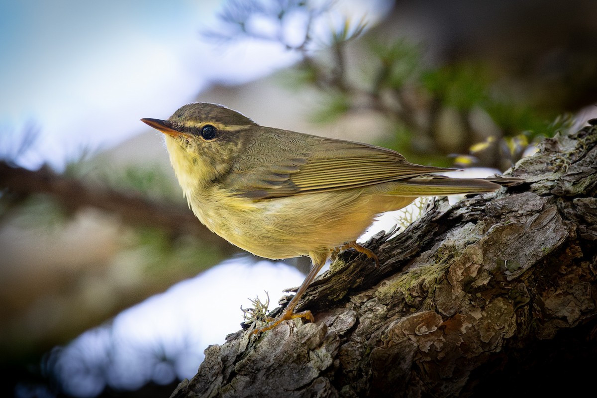 Japanese Leaf Warbler - ML624149961