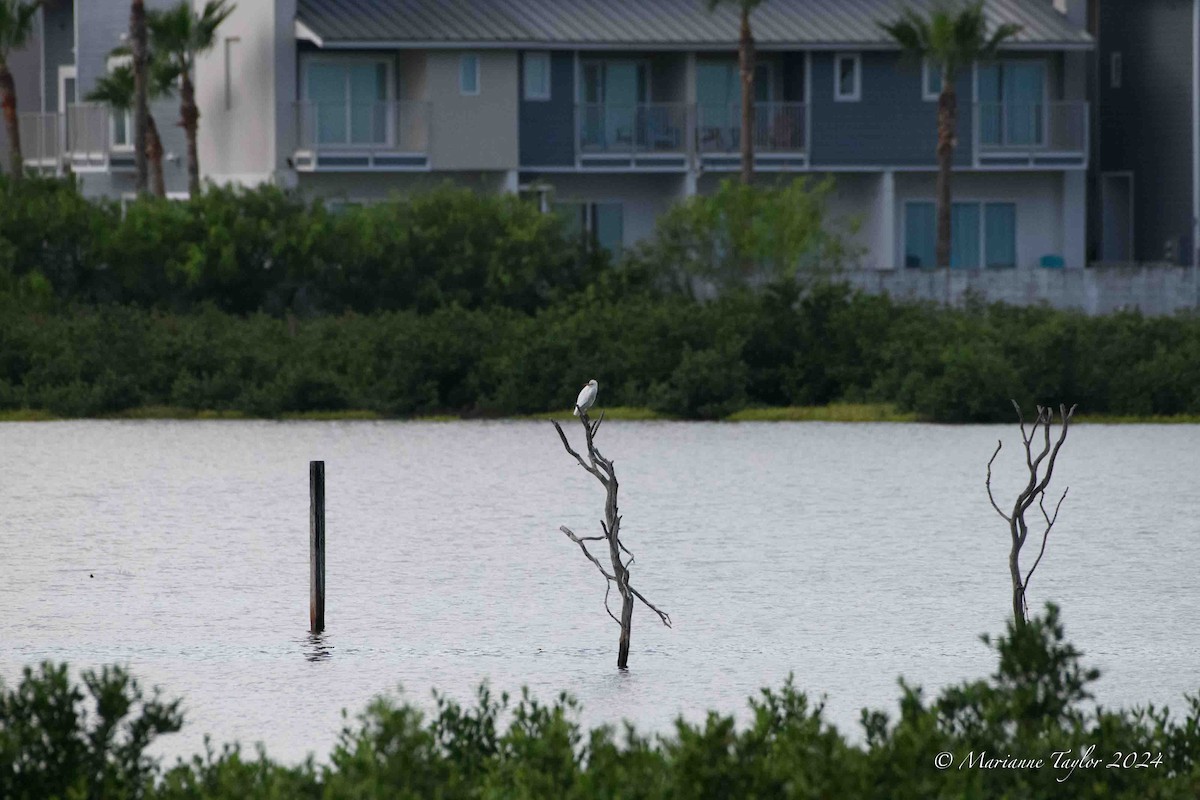 Western Cattle Egret - ML624149964