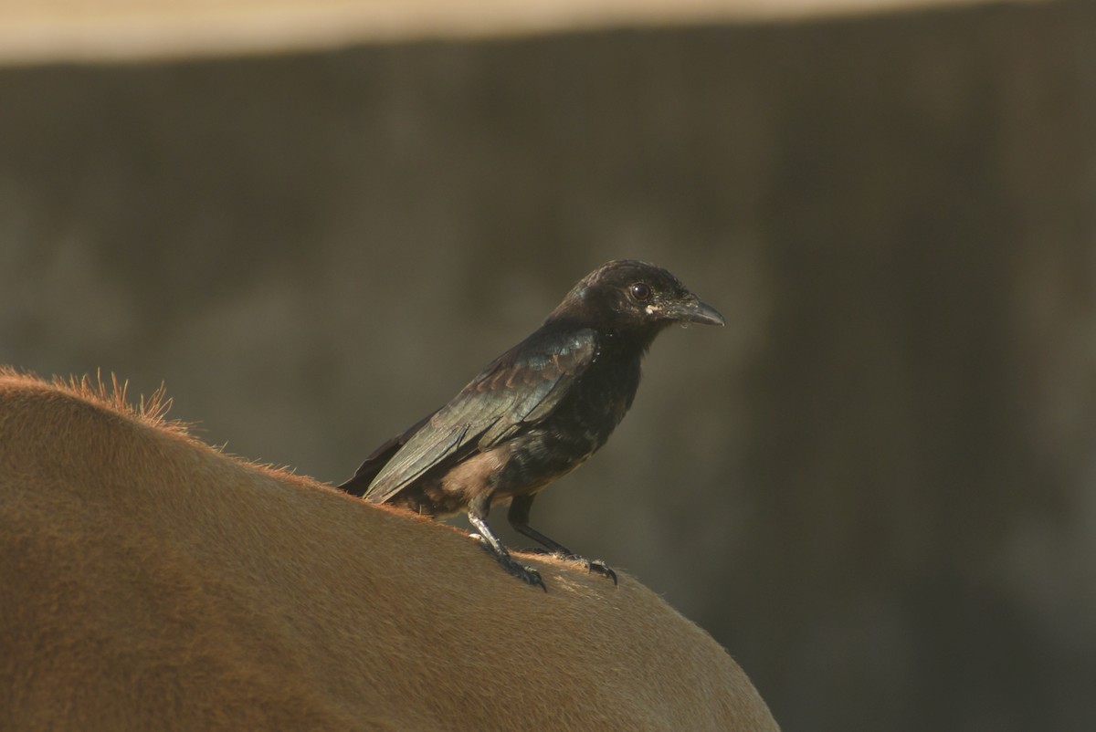 Black Drongo - ML624149978