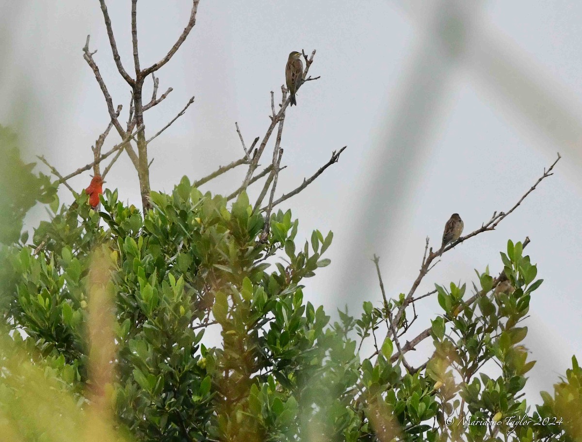 Summer Tanager - ML624149979