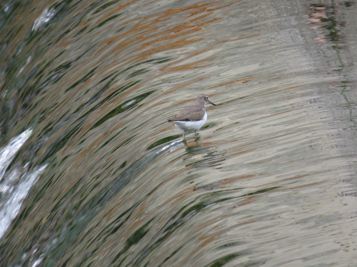 Common Sandpiper - ML624149980