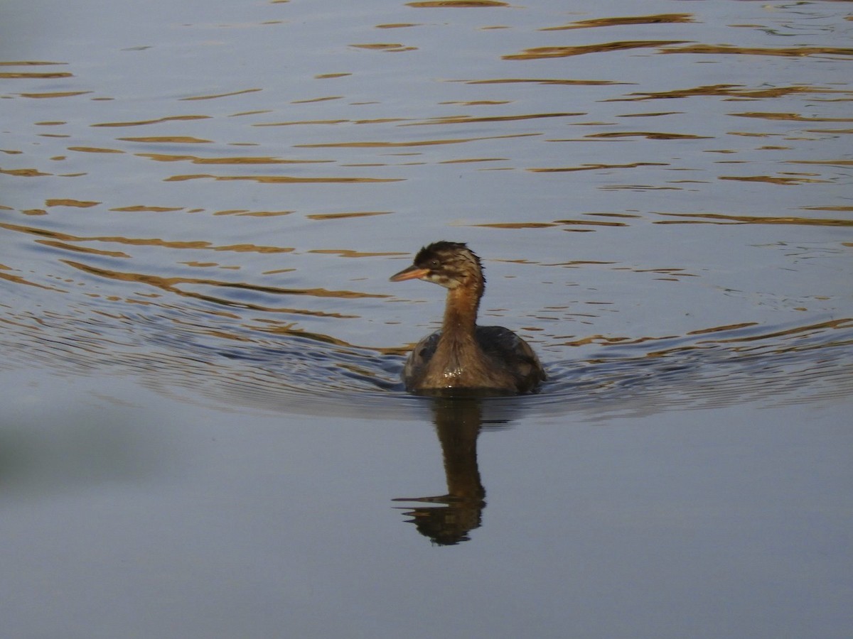 Little Grebe - ML624149981