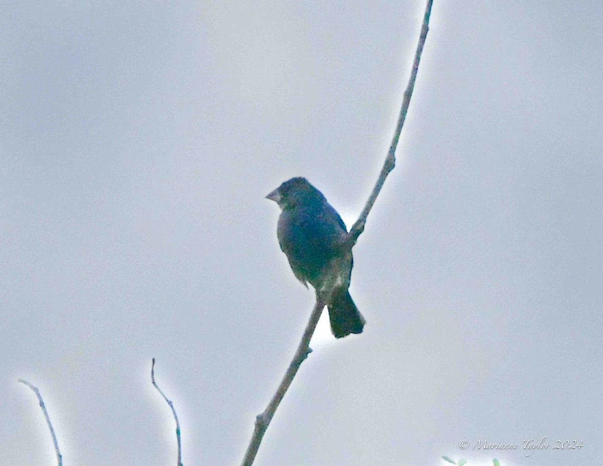 Indigo Bunting - ML624149983