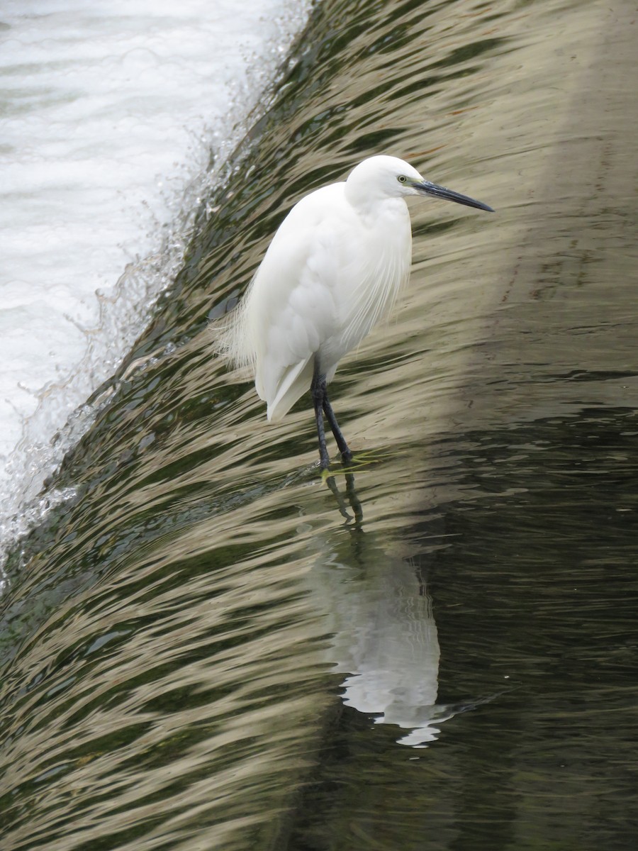 Little Egret - ML624149984