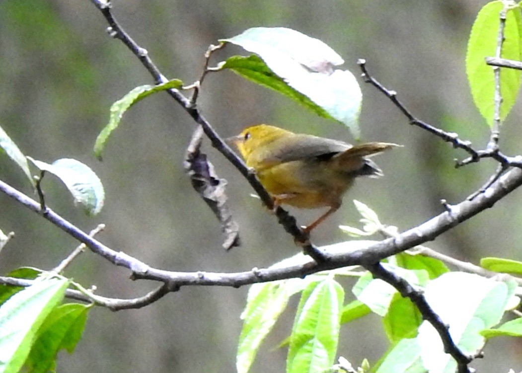 Golden Babbler - ML624149985