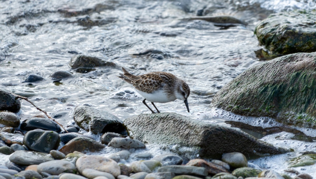 Semipalmated Sandpiper - ML624149986