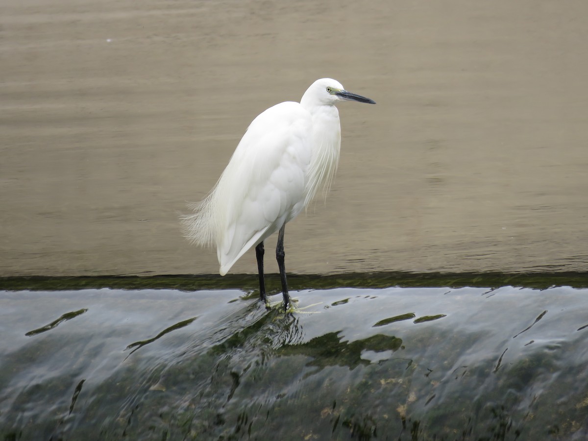 Little Egret - ML624149987