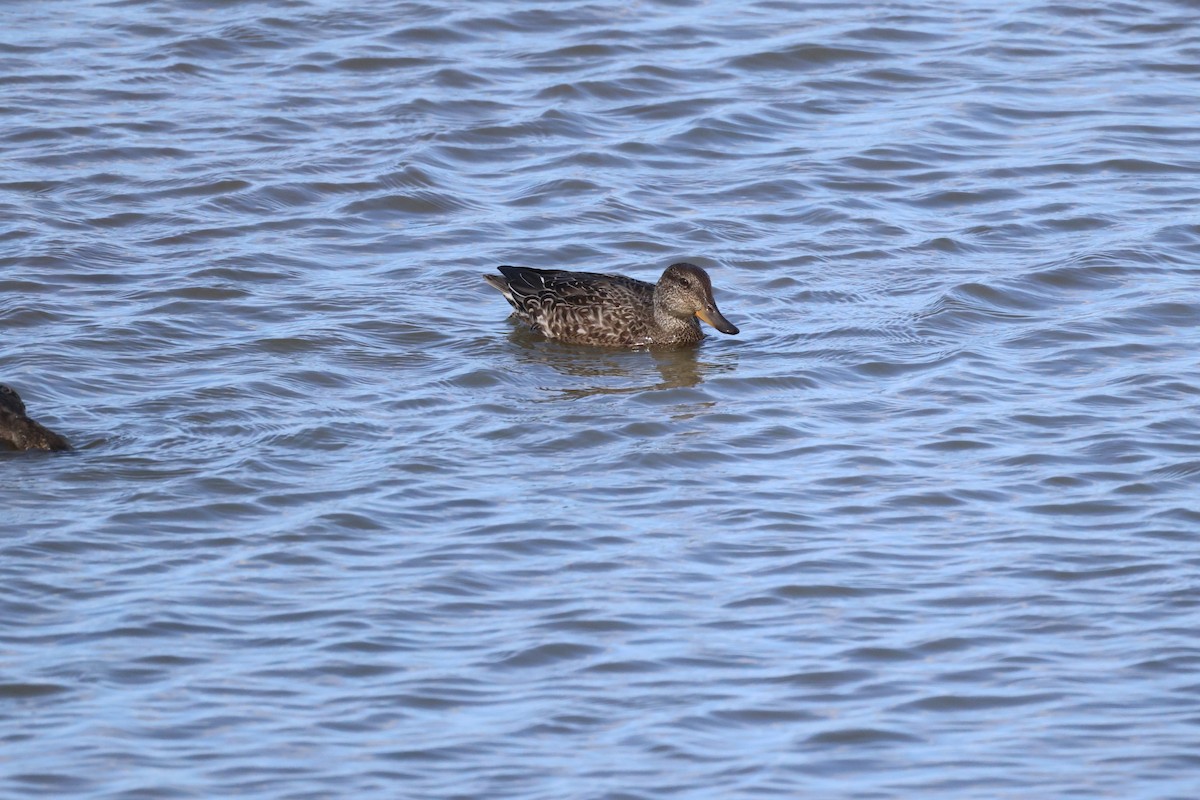 Canard colvert - ML624149989