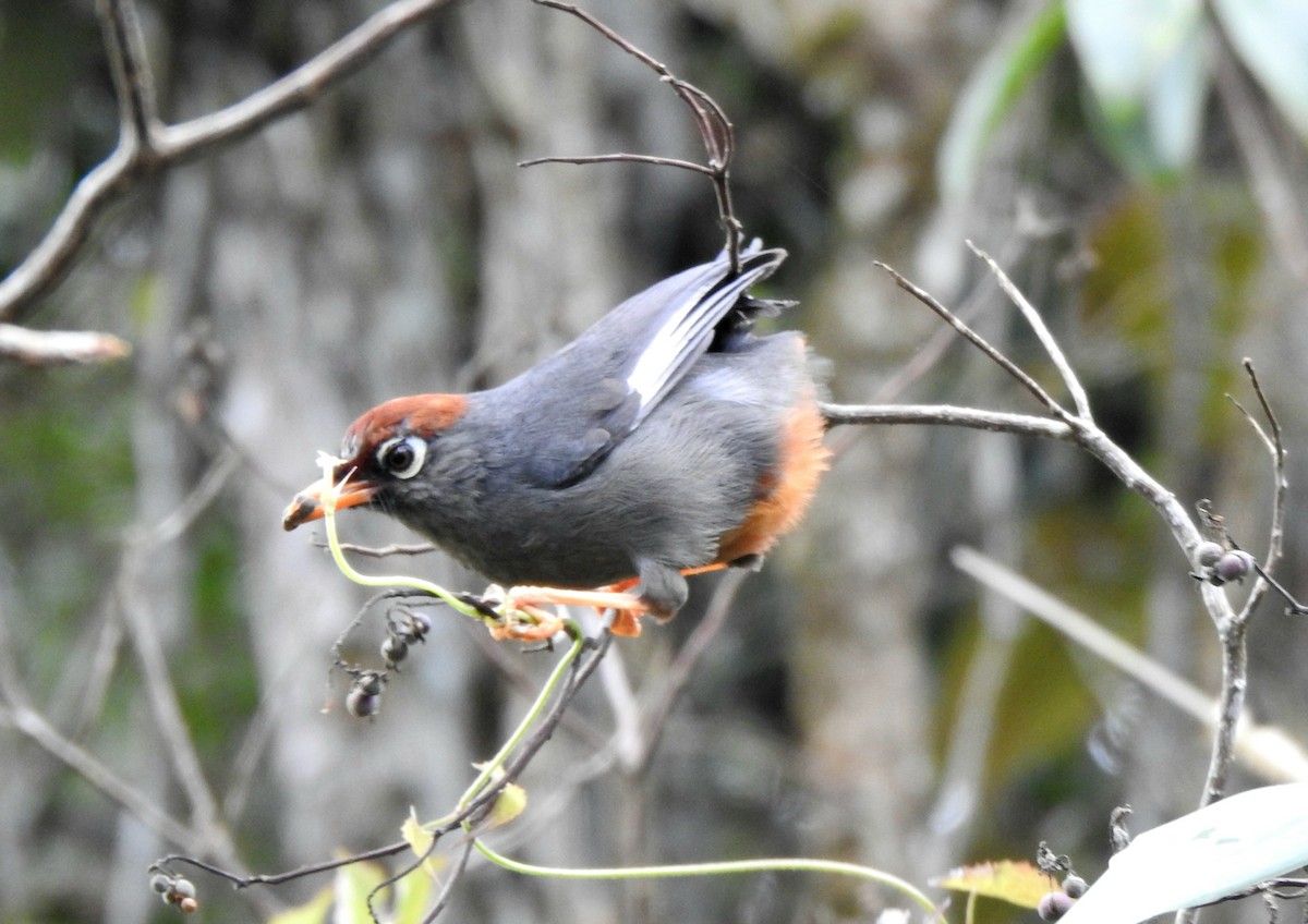 Chestnut-capped Laughingthrush - YM Liew