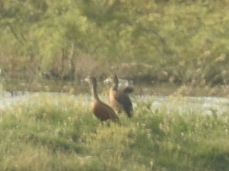 Lesser Whistling-Duck - ML624149992