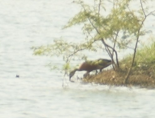 Lesser Whistling-Duck - ML624149993