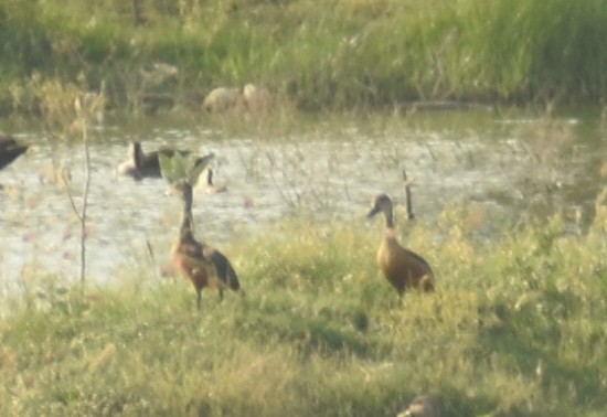 Lesser Whistling-Duck - ML624149994