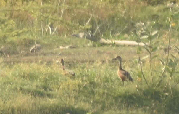 Lesser Whistling-Duck - ML624149995