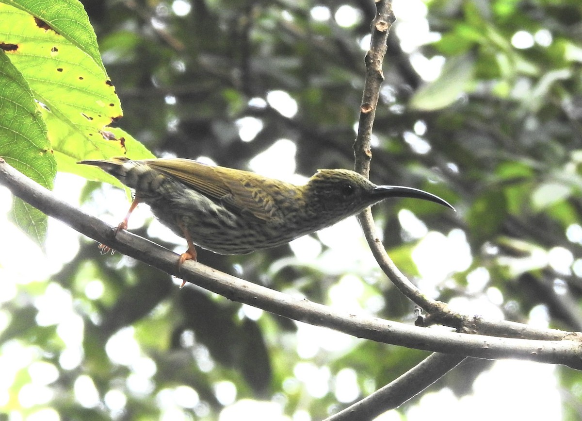 Streaked Spiderhunter - ML624149996