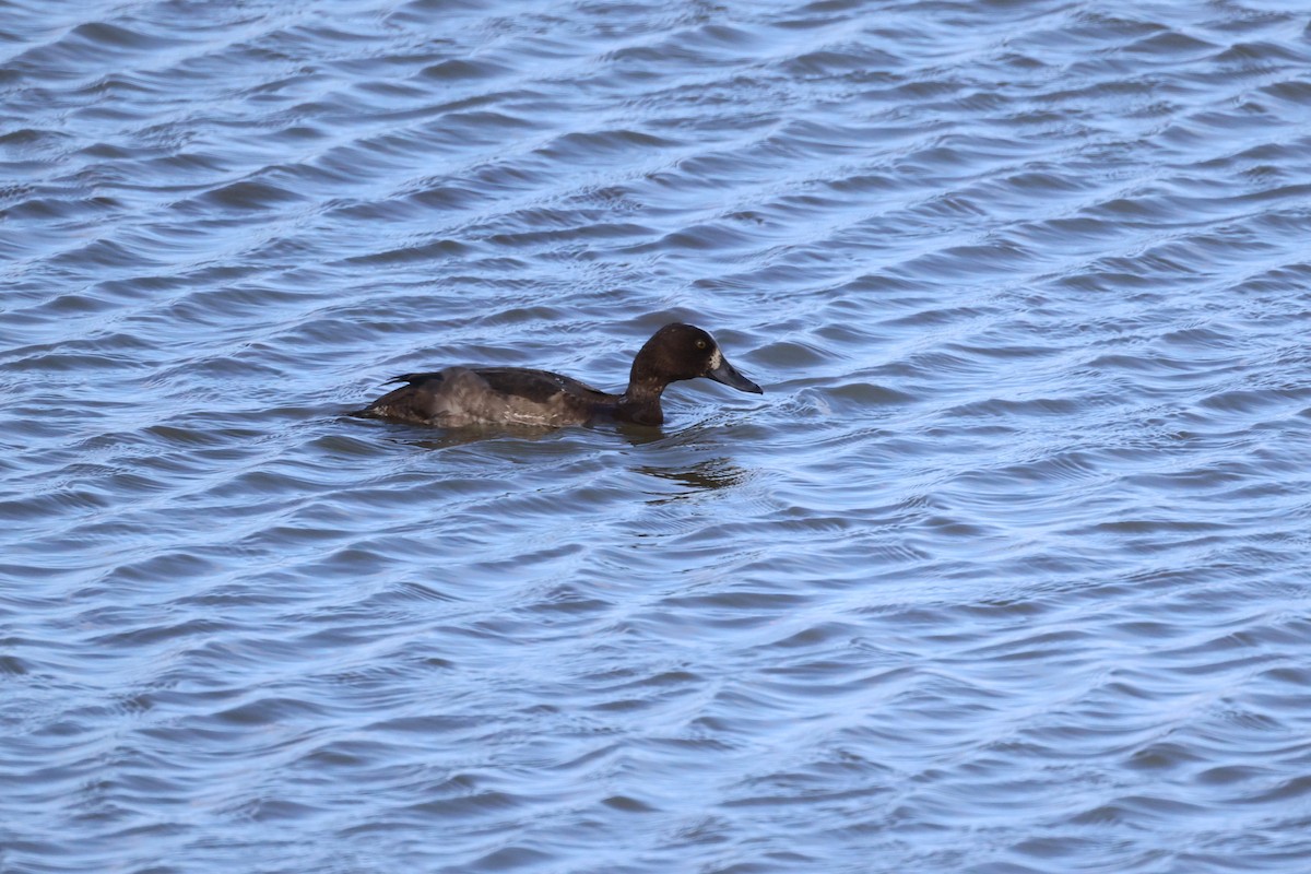 Greater Scaup - ML624149997