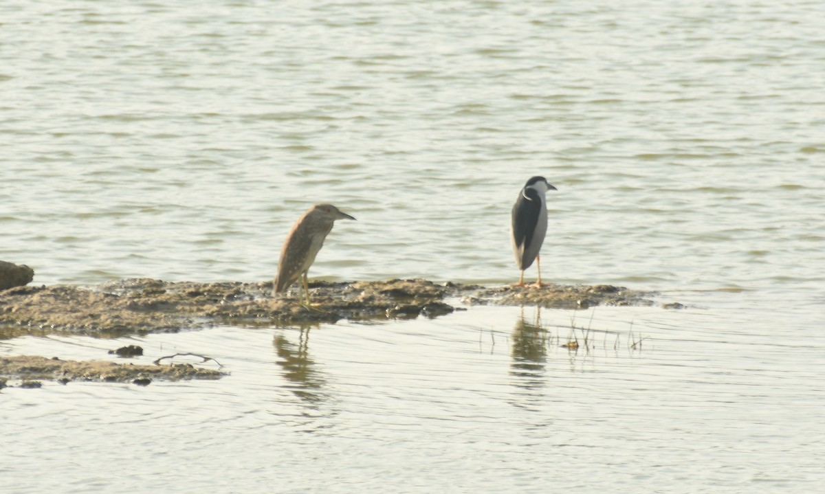 Black-crowned Night Heron - ML624150000