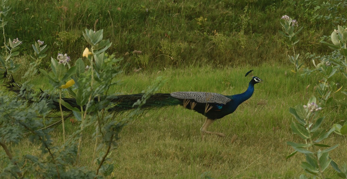 Indian Peafowl - ML624150002