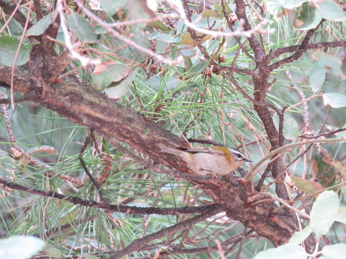 Common Firecrest - ML624150003