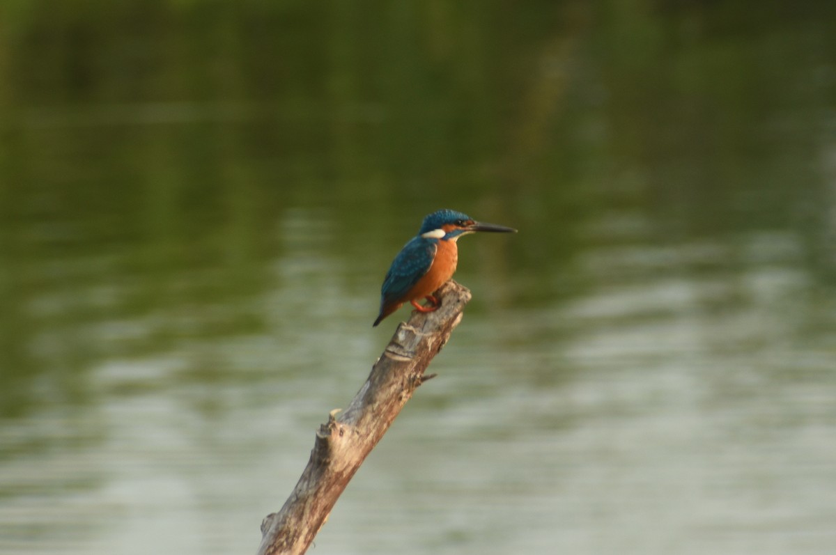 Common Kingfisher - ML624150006