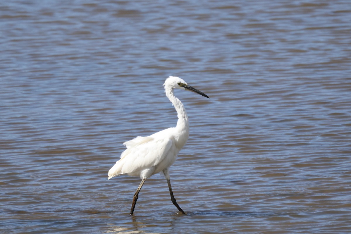 Little Egret - ML624150007