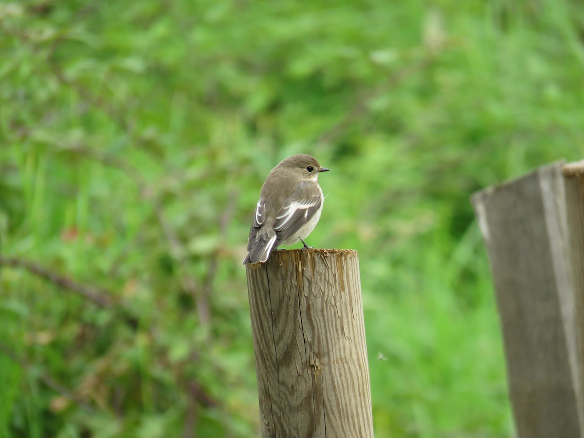 European Pied Flycatcher - ML624150008