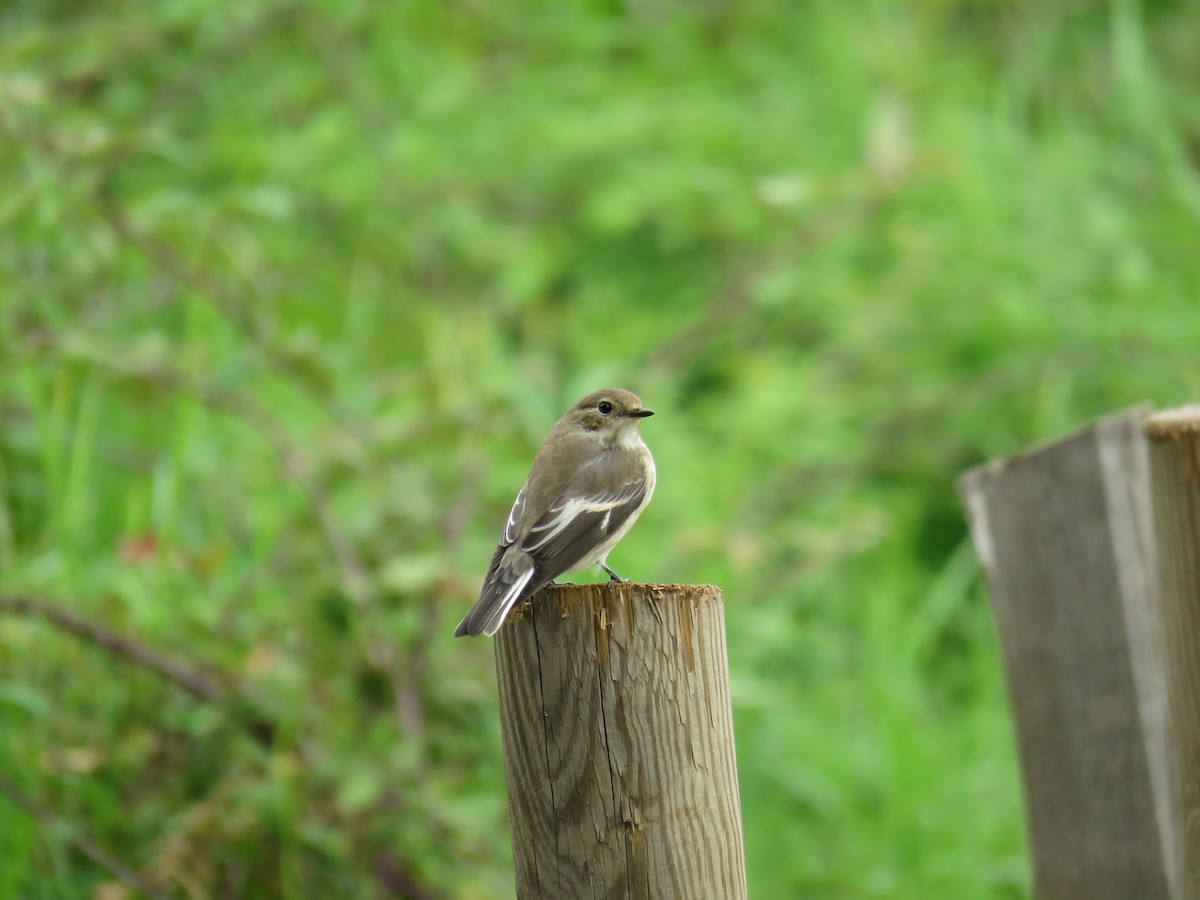 European Pied Flycatcher - ML624150009