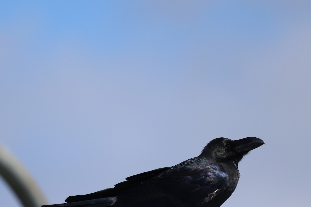 Large-billed Crow - ML624150010