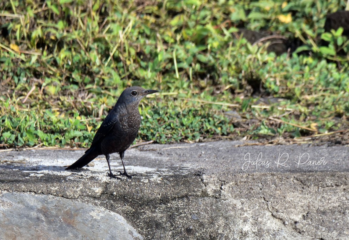 Blue Rock-Thrush - ML624150013