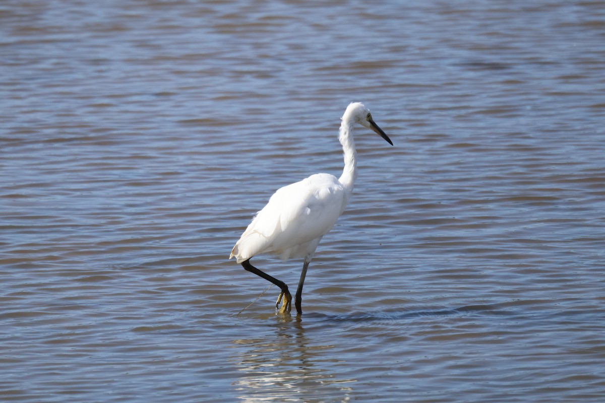 Little Egret - ML624150014