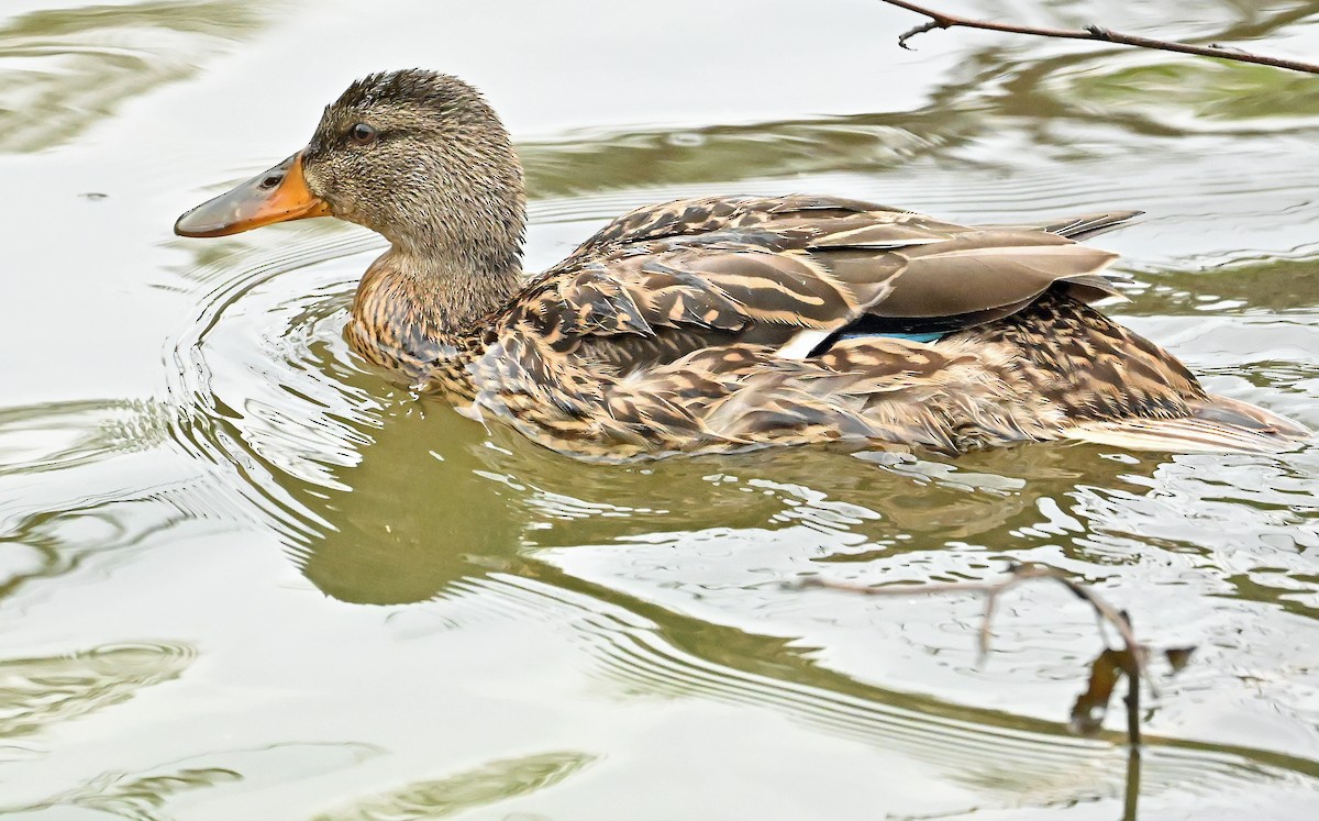 Mallard - Wayne Oakes