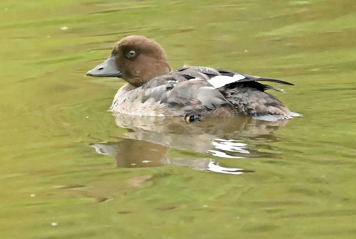 Common Goldeneye - ML624150018