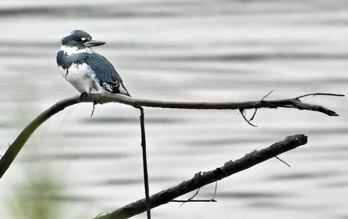 Belted Kingfisher - ML624150019