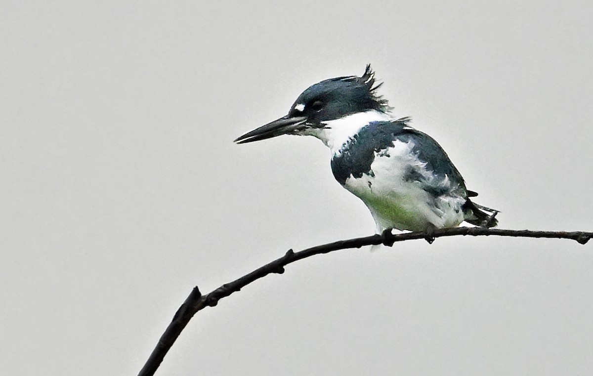 Belted Kingfisher - ML624150020