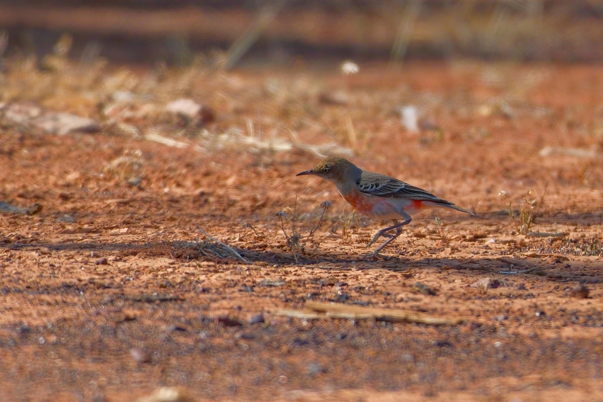 Crimson Chat - Adrian Brooks