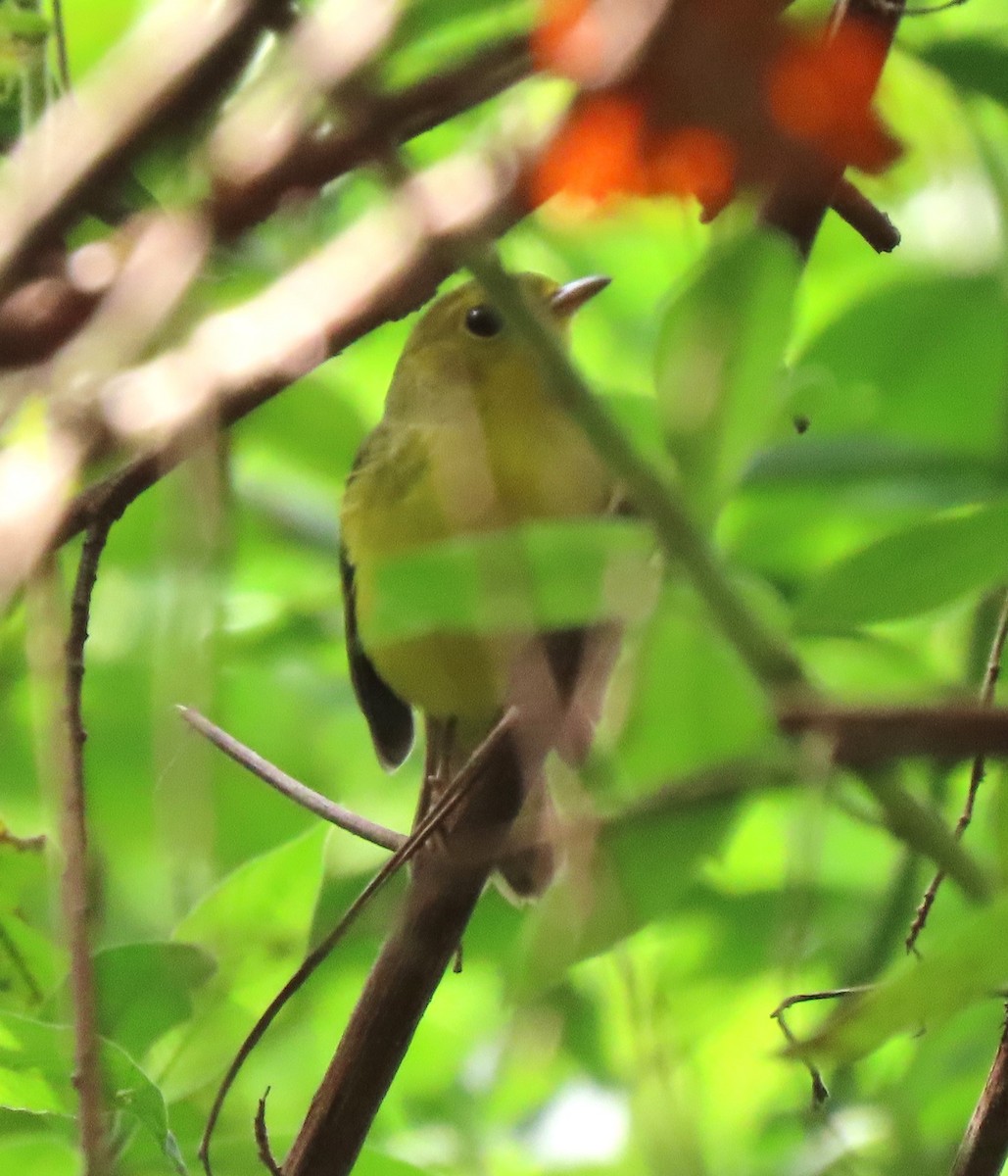 Hooded Warbler - ML624150022