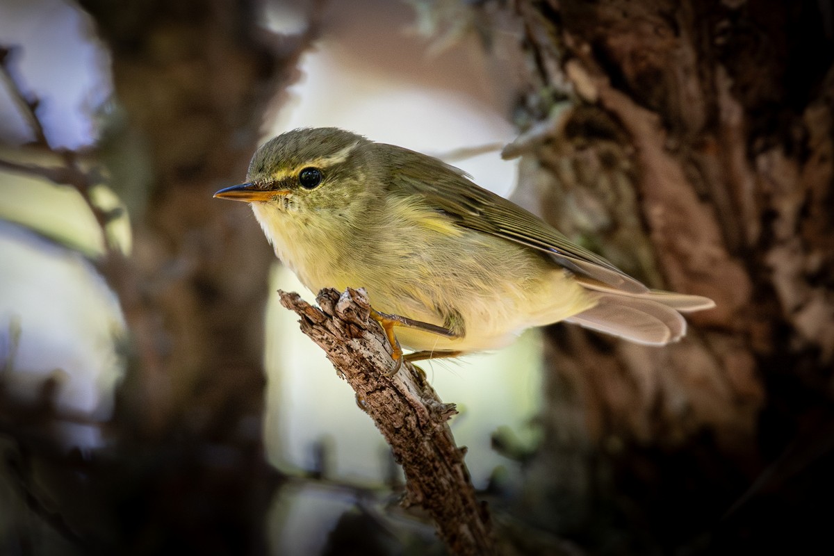 Japanese Leaf Warbler - ML624150033