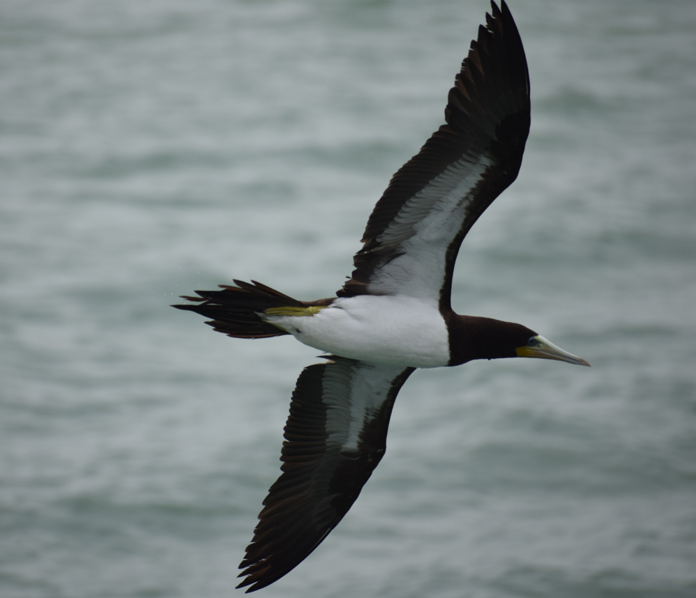 Brown Booby - Felipe Undurraga