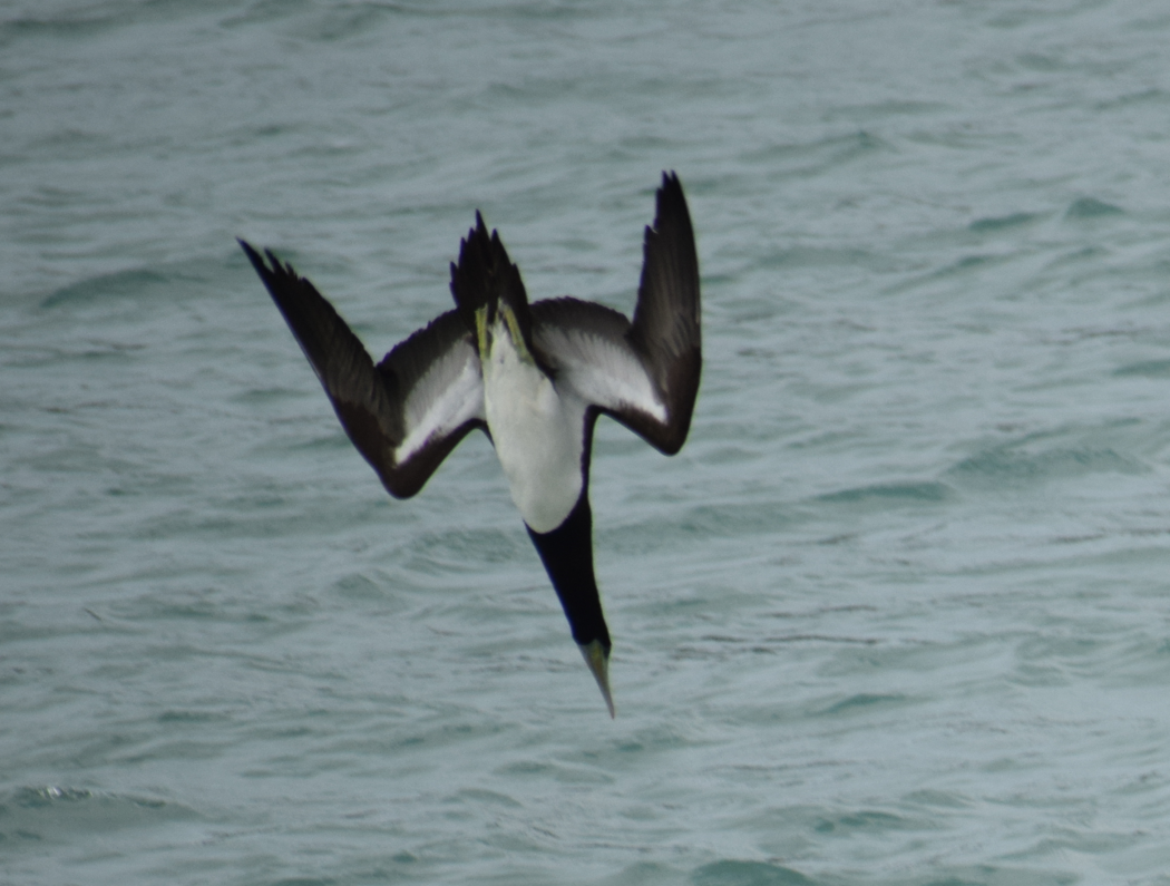 Brown Booby - ML624150087