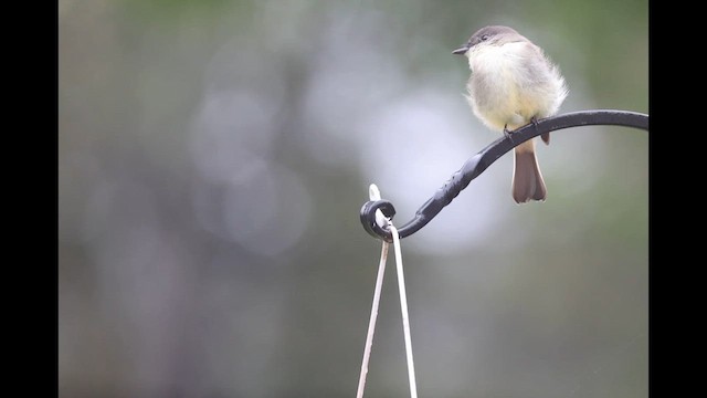 Eastern Phoebe - ML624150106