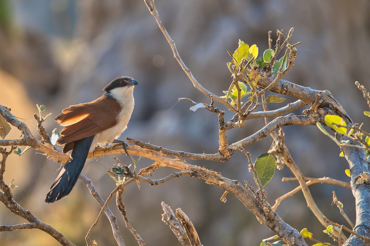 Coucal du Sénégal - ML624150110