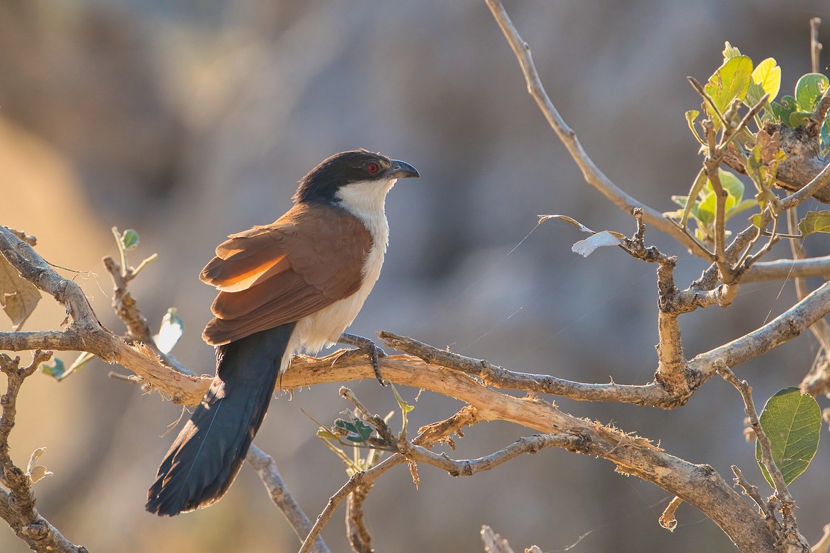 Coucal du Sénégal - ML624150114