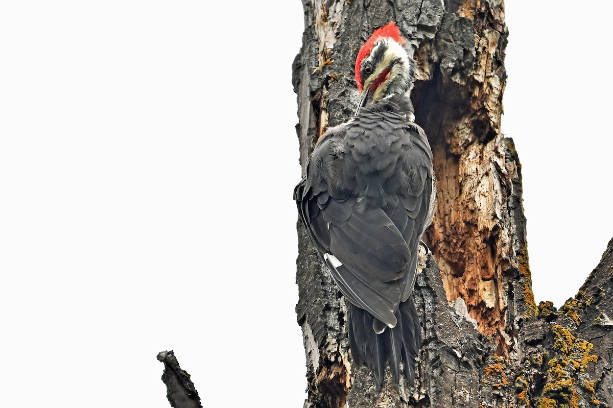 Pileated Woodpecker - ML624150132